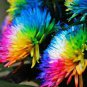 Rainbow Chrysanthemum Flower Bonsai 200 Seeds