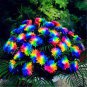 Rainbow Chrysanthemum Flower Bonsai 200 Seeds