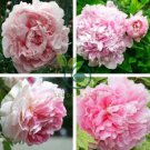 Red Pink Rose Flowers 100 Seeds