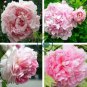Red Pink Rose Flowers 100 Seeds