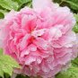 Red Pink Rose Flowers 100 Seeds