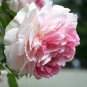 Red Pink Rose Flowers 100 Seeds