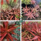 Aloe Cameronii Red Aloe South African Succulent 40 Seeds
