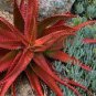 Aloe Cameronii Red Aloe South African Succulent 40 Seeds