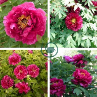 Peony Flowers Chinese Paeonia Suffruticosa 40 Seeds
