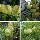 Gomphocarpus Physocarpus Hairy Balls 20 Seeds