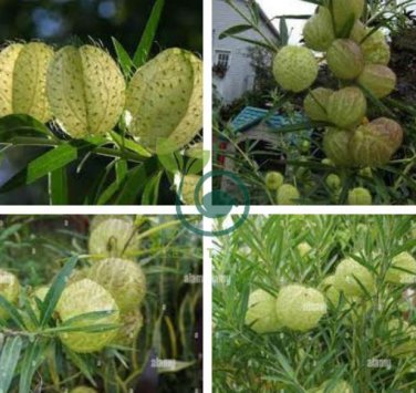 Gomphocarpus Physocarpus Hairy Balls 20 Seeds