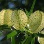 Gomphocarpus Physocarpus Hairy Balls 20 Seeds