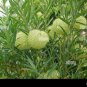 Gomphocarpus Physocarpus Hairy Balls 20 Seeds