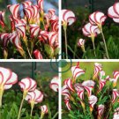 Oxalis Flower Bulbs Rare Oxalis Versicolor Candy Cane Sorrel Flower 4 Seeds