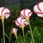 Oxalis Flower Bulbs Rare Oxalis Versicolor Candy Cane Sorrel Flower 4 Seeds
