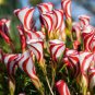 Oxalis Flower Bulbs Rare Oxalis Versicolor Candy Cane Sorrel Flower 4 Seeds