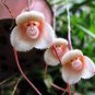 Japanese Monkey Face Orchid Flower 400 Seeds