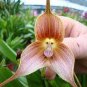 Japanese Monkey Face Orchid Flower 400 Seeds