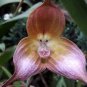 Japanese Monkey Face Orchid Flower 400 Seeds