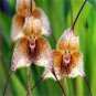 Japanese Monkey Face Orchid Flower 400 Seeds