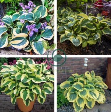 Hosta Flower Grass Bonsai Ornamental Garden Plants 300 Seeds