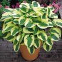Hosta Flower Grass Bonsai Ornamental Garden Plants 300 Seeds