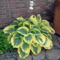 Hosta Flower Grass Bonsai Ornamental Garden Plants 300 Seeds