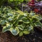Hosta Flower Grass Bonsai Ornamental Garden Plants 300 Seeds