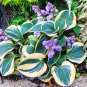 Hosta Flower Grass Bonsai Ornamental Garden Plants 300 Seeds