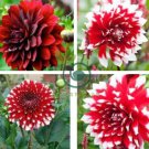 Giant Dinnerplate Dahlia 200 Seeds