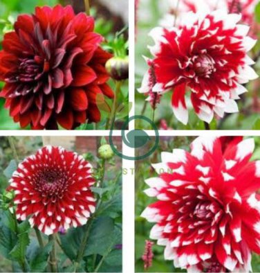 Giant Dinnerplate Dahlia 200 Seeds
