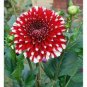 Giant Dinnerplate Dahlia 200 Seeds