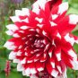 Giant Dinnerplate Dahlia 200 Seeds