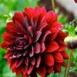 Giant Dinnerplate Dahlia 200 Seeds