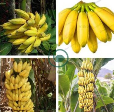 Dwarf Banana 200 Seeds