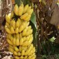 Dwarf Banana 200 Seeds