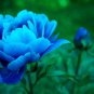 Blue Peony Flower Bonsai 20 Seeds