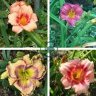 Fresh Hemerocallis Middendorffii Daylily Bonsai 300 seeds