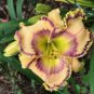 Fresh Hemerocallis Middendorffii Daylily Bonsai 300 seeds