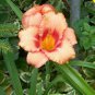 Fresh Hemerocallis Middendorffii Daylily Bonsai 300 seeds
