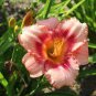 Fresh Hemerocallis Middendorffii Daylily Bonsai 300 seeds