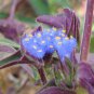 Cyanotis arachnoidea C.B.Clarke 4 Seeds