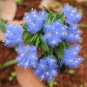Cyanotis arachnoidea C.B.Clarke 4 Seeds