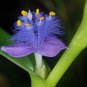 Cyanotis arachnoidea C.B.Clarke 4 Seeds