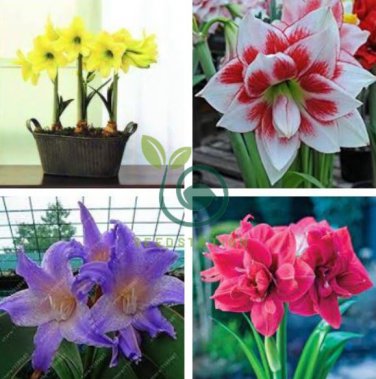 Amaryllis Flower Bonsai Amaryllis Hydroponic Plants 100 Seeds