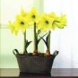 Amaryllis Flower Bonsai Amaryllis Hydroponic Plants 100 Seeds