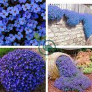 Creeping Thyme Bonsai or Blue Perennial Ground Cover Flower 200 seeds