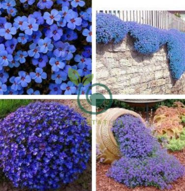 Creeping Thyme Bonsai or Blue Perennial Ground Cover Flower 200 seeds