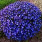 Creeping Thyme Bonsai or Blue Perennial Ground Cover Flower 200 seeds