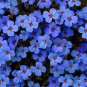 Creeping Thyme Bonsai or Blue Perennial Ground Cover Flower 200 seeds