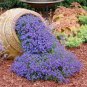 Creeping Thyme Bonsai or Blue Perennial Ground Cover Flower 200 seeds