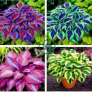 Beautiful Hosta Bonsai Plants 200 Seeds