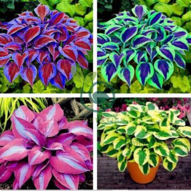 Beautiful Hosta Bonsai Plants 200 Seeds