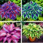Beautiful Hosta Bonsai Plants 200 Seeds
